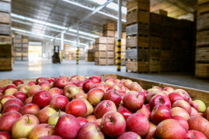 Większy ruch w handlu jabłkami. Jakie ceny na sortowniach i w skupach?
