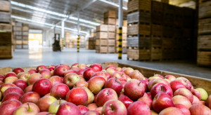 Białoruś zniesie embargo na polskie jabłka do 30 czerwca. Ekspert ocenia sytuację sadowników