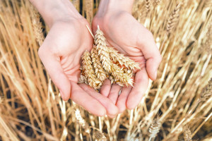 Ceny zbóż na światowych giełdach niewiele spadły