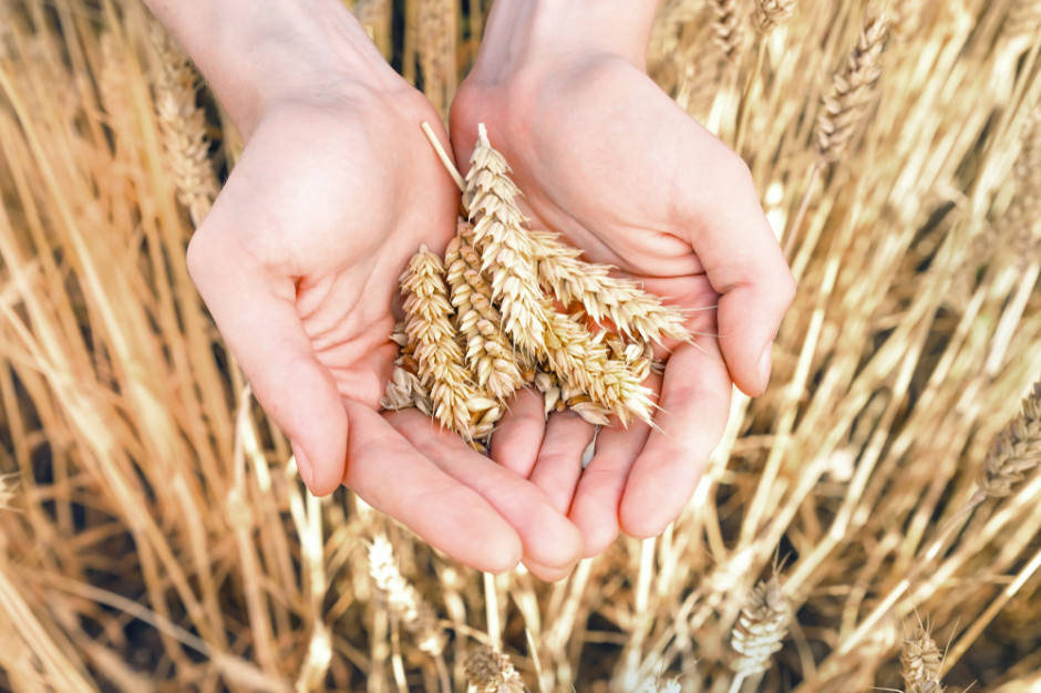 Prognoza FAO dotycząca światowej produkcji pszenicy w 2022 r. została nieznacznie obniżona w stosunku do szacunków z marca; Fot Shutterstock