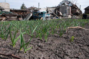 Ukraińscy rolnicy pracują w kamizelkach kuloodpornych