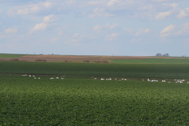 Stado łabędzi na polu rzepaku Fot.KM Szkody wyrządzone przez łabędzie w rzepaku. Czy jest szansa na zmianę ustawy o ochronie przyrody?