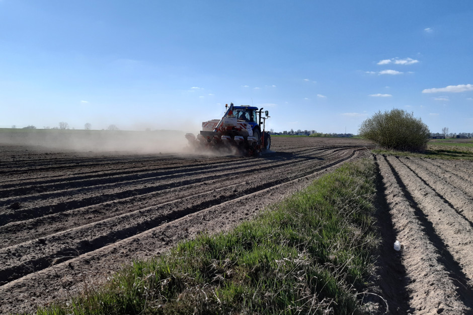 Siew kukurydzy należy przeprowadzić w ogrzaną glebę; Fot. A. Kobus