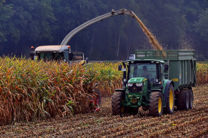 USDA: prognoza wyższej światowej produkcji pszenicy i zbóż paszowych