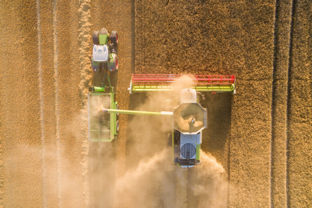 Niemcy: zbiory zbóż 2022 – spodziewane duże różnice regionalne