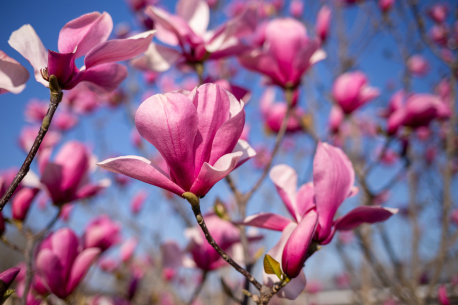 Idzie wiosna, fot. Shutterstock