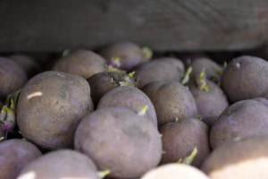 Wzrosły ceny materiału sadzeniakowego ziemniaka