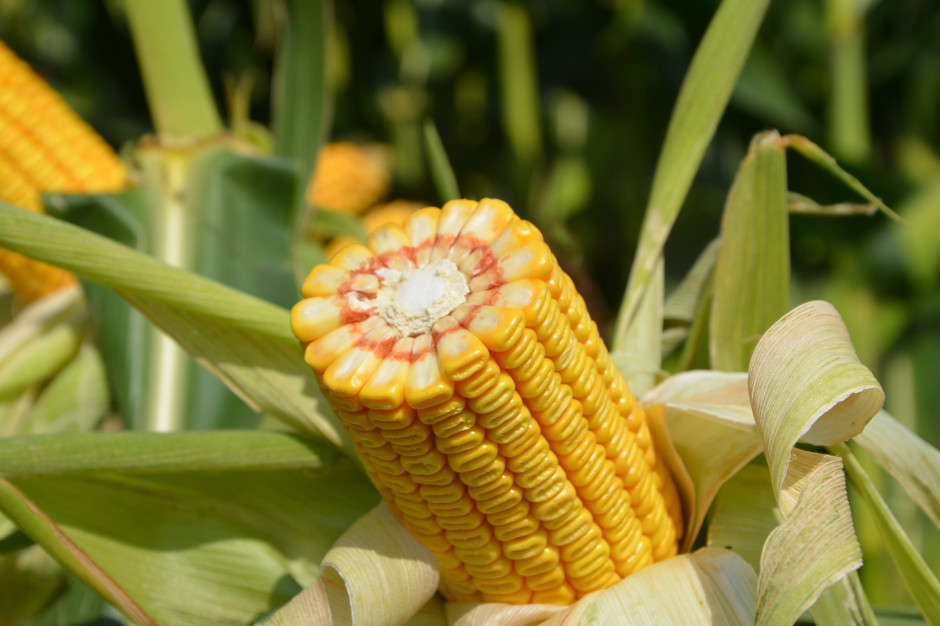 Ile Ukraina produkowała nasion kukurydzy, fot. M. Tyszka