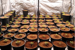 Policja zlikwidowała plantację konopi indyjskich i zabezpieczyła 27 kg marihuany