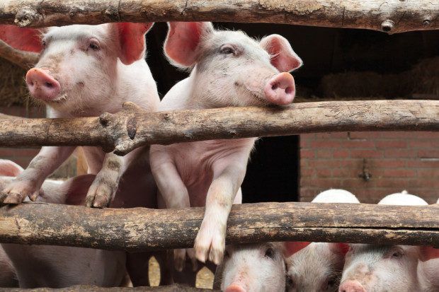 W chlewni w Dolnej Saksonii z głodu padło 600 świń