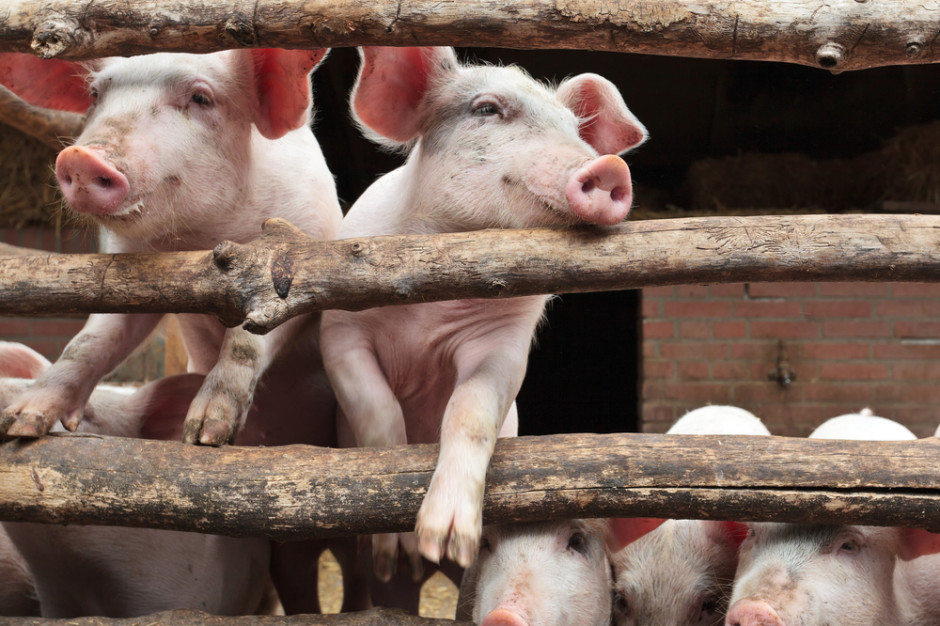 Komercyjni hodowcy świń na Ukrainie stoją przed ogromnymi wyzwaniami logistycznymi, by wciąż utrzymywać produkcję trzody Fot.Shutterstock