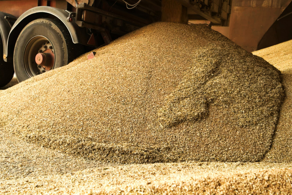 Ceny zbóż sierpień 2022 r., fot. Shutterstock