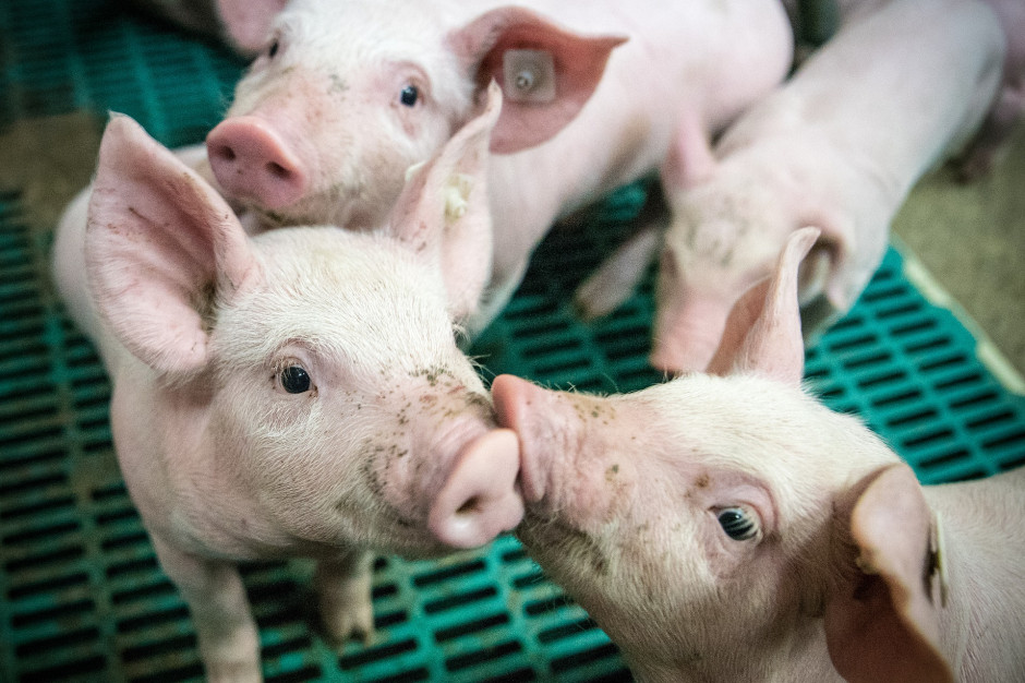 Jak podkreślają nasi rozmówcy, aktualna sytuacja na rynku warchlaków nie jest najlepsza, jednak w najbliższym czasie może ulec zmianie ze względu na przewidywane podwyżki cen tuczników., fot. Pixabay