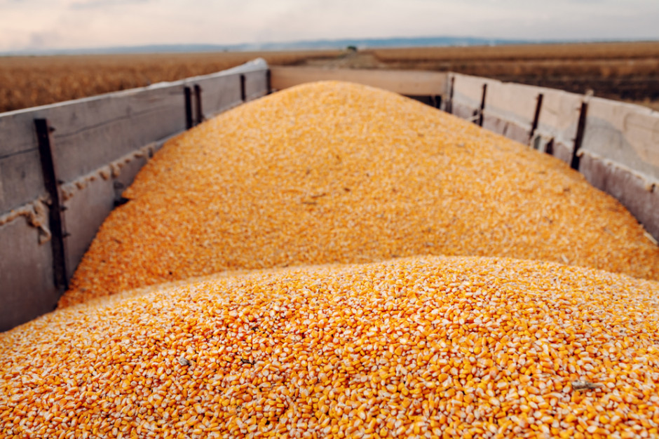 Kukurydza na CBOT podrożała o 2,9 proc. i jest najdroższa od blisko 10 lat, fot. Shutterstock
