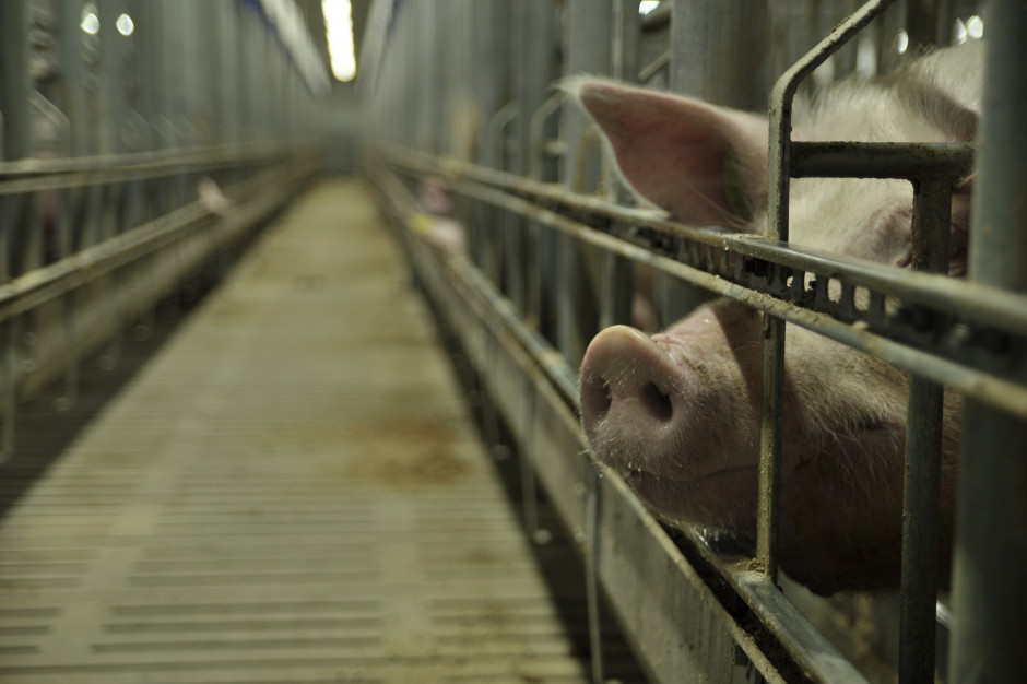 Pomoc dla hodowców świn, środki na przetwórstwo, dopłaty do loch - czy produkcja trzody chlewnej odrodzi się w Polsce? fot. PTWP
