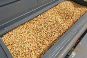 Ukraina rozpoczęła zbiory nasion słonecznika i soi