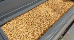 Ukraina rozpoczęła zbiory nasion słonecznika i soi