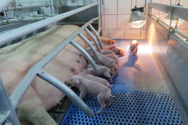 Gobarto: Od stycznia 2022 r. codziennie ubywa 4,6 tys. świń