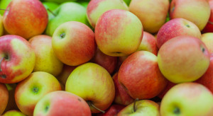 Sadownicy alarmują: Produkcja jabłek jest nieopłacalna