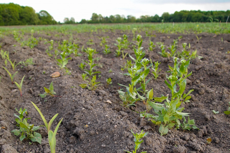 Do wczesnej ochrony plantacji można wykorzystać herbicydy aplikowane w terminie przedwschodowym