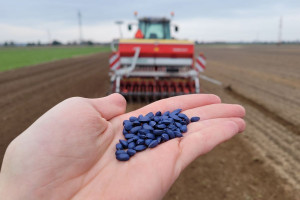 Doświadczenie Farmera: siew słonecznika rzędowym siewnikiem mechanicznym