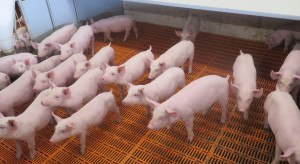 Prices Danish piglets unchanged