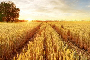 Mieszany tydzień notowań zbóż na światowych rynkach