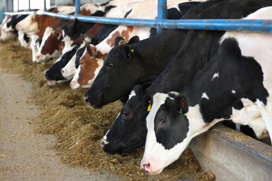 W 2021 r. hodowcy z Regionu Oceny Północ we wszystkich województwach uzyskali po raz kolejny wzrost średniej wydajności mleka od krów ocenianych, fot. Shutterstock
