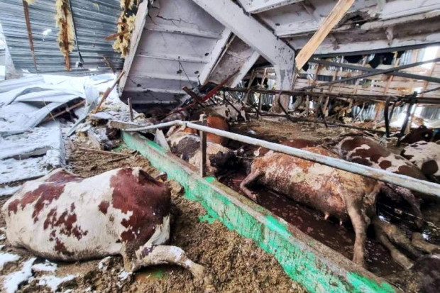 Zniszczenia na Ukrainie wyliczono obecnie na 411 mld dolarów, fot. ukraińskie stowarzyszenie producentów mleka za farmersjournal.ie Bank Światowy: Na odbudowę Ukrainy potrzeba 411 mld USD