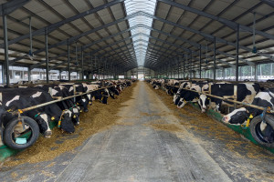 KE zatwierdziła 169 mln euro wsparcia dla hiszpańskich producentów mleka