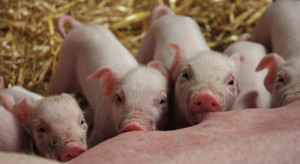 Co z tym wsparciem dla hodowców świń? Kiedy wypłacą te 15 tys. euro na rolnika?