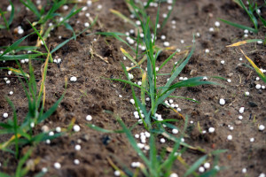 Agrochem Puławy zaktualizował cennik. Po ile nawozy azotowe w połowie lutego 2023 r.?