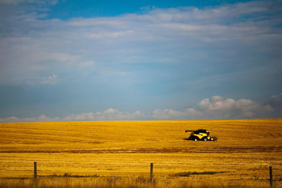 Kanadyjscy rolnicy w tym roku zamierzają siać więcej pszenicy, soi, soczewicy, owsa i kukurydzy , a mniej rzepaku i jęczmienia; Fot. pixabay.com