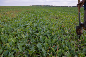 To samo pole: po lewej – tuż po siewie pszenicy w samosiewy rzepaku, po prawej – w marcu kolejnego roku