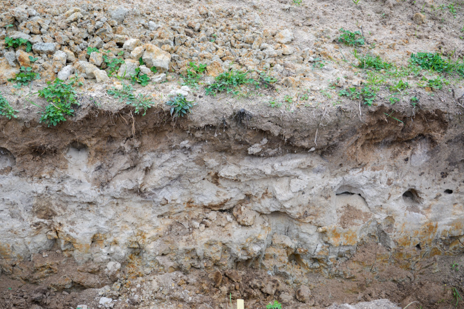 Gleby w gospodarstwie Fredericka Thomasa są słabej jakości, są to piaski odpowiadające naszej V i VI klasie bonitacyjnej. Problemem jest również wysoki poziom wód gruntowych