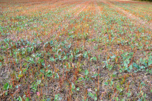 Tak wyglądało w październiku pole rzepaku zasianego między innymi razem z gryką, po zbiorze gryki. Jak zapewnia rolnik, zebrana gryka pokrywa wszystkie poniesione jesienią koszty