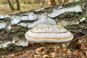 Biznes na brzozowej hubie, czyli teoria kontra rzeczywistość