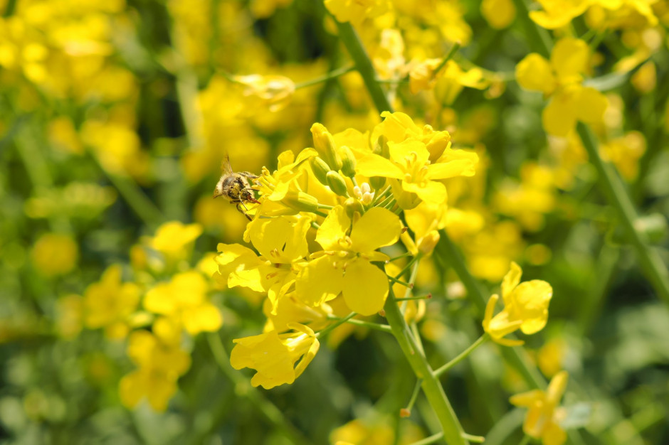 Pszczoła miodna na kwiatach rzepaku, fot. Pasieka Na Skraju Roztocza