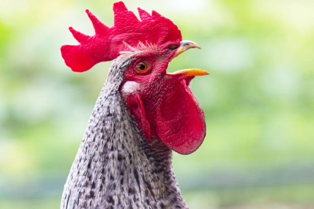 We Francji często dochodzi do sporów między właścicielami gospodarstw rolnych a innymi mieszkańcami wsi, fot. Shutterstock Pianie kogutów znów przeszkadza. Pod sąd trafi kogut Pitikok