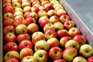 Sprzedaż jabłek ze skrzyń