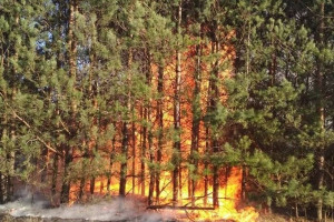 Rosja: Do dziesięciu wzrosła liczba ofiar pożarów na Syberii