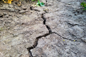 Mikroorganizmy w obliczu zmian klimatu. Jak wesprzeć rośliny?