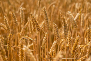 Kolejne kraje otwierają się na pszenicę GMO do spożycia