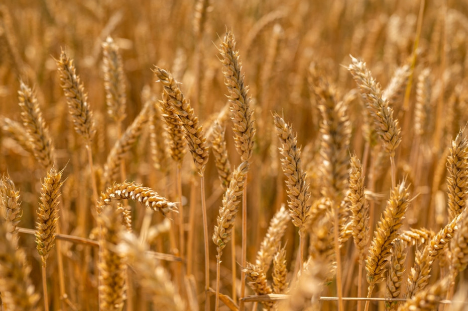 Pszenica GMO zatwierdzana do spożycia, fot. Shutterstock