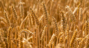 Kolejne kraje otwierają się na pszenicę GMO do spożycia