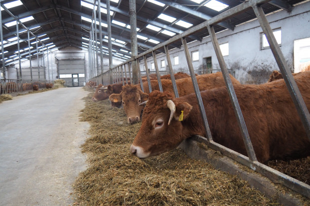 Nowe podindeksy selekcyjne w hodowli bydła mięsnego?