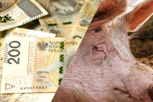 Nieoprocentowane pożyczki dla producentów świń z obszarów ASF