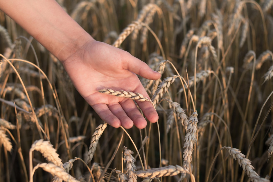 Notowania pszenicy na Giełdowym Rynku Rolnym, fot. pixabay