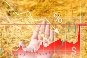 Duże spadki cen zbóż na światowych rynkach