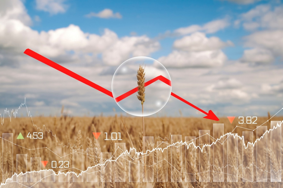 Cena pszenicy na MATIF spadła przez tydzień o 5,6 proc., fot. Shuttrerstock